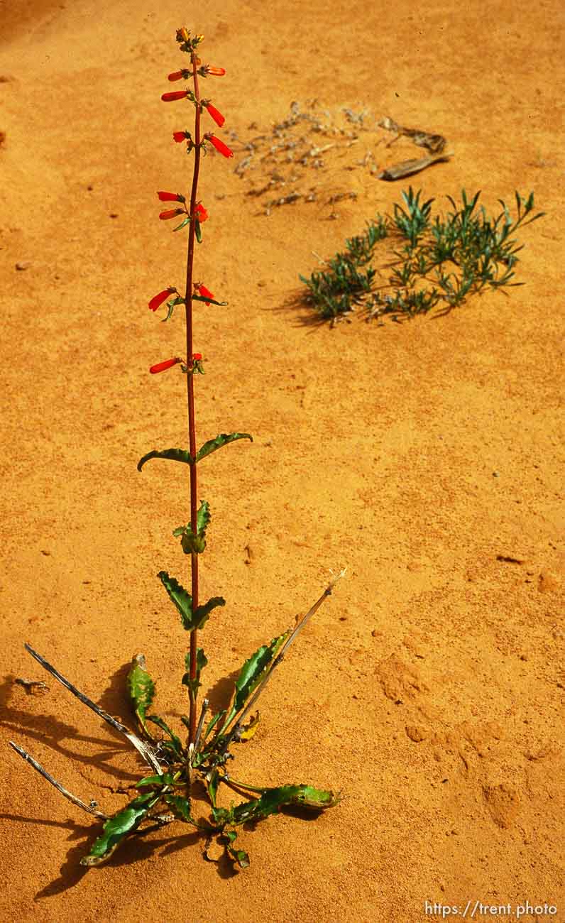 Plant along South Park Avenue, may 1988.