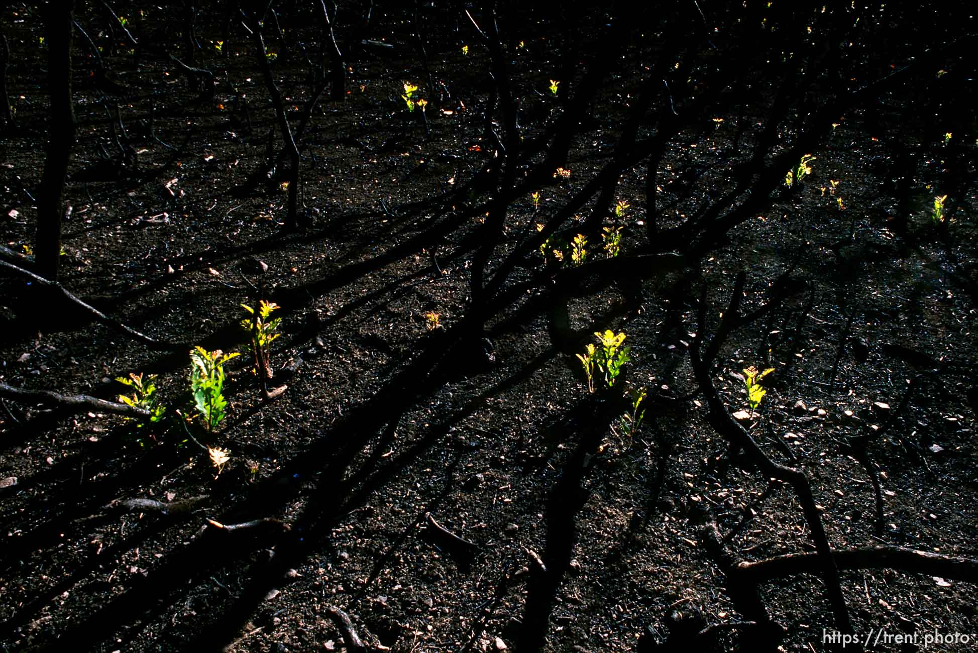Growth after Fire