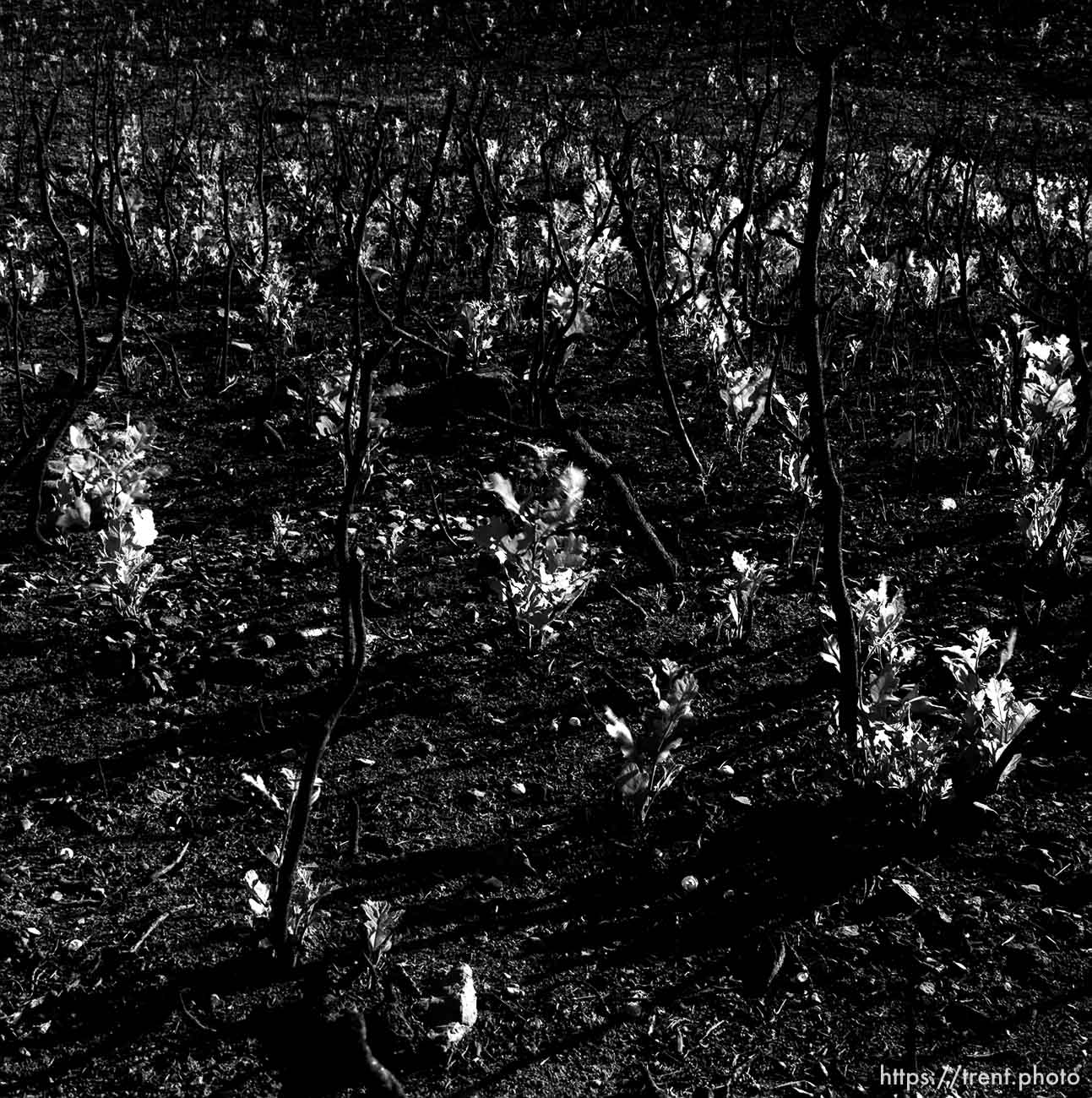 New growth a year after a fire in Provo Canyon.