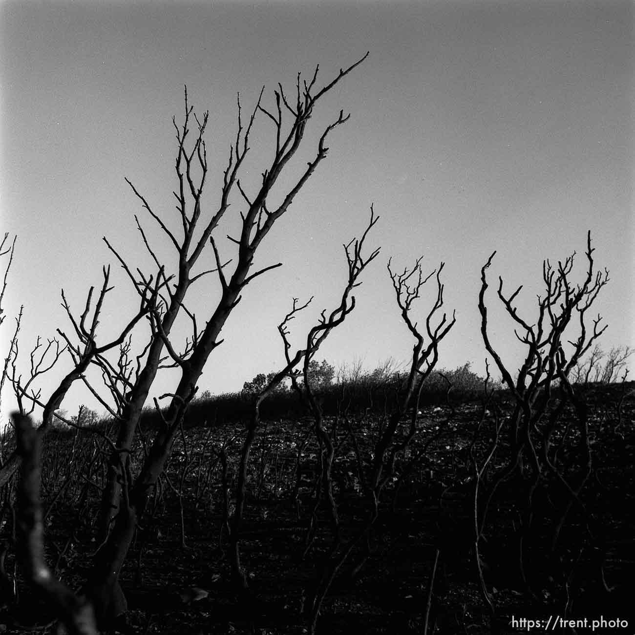 New growth a year after a fire in Provo Canyon.