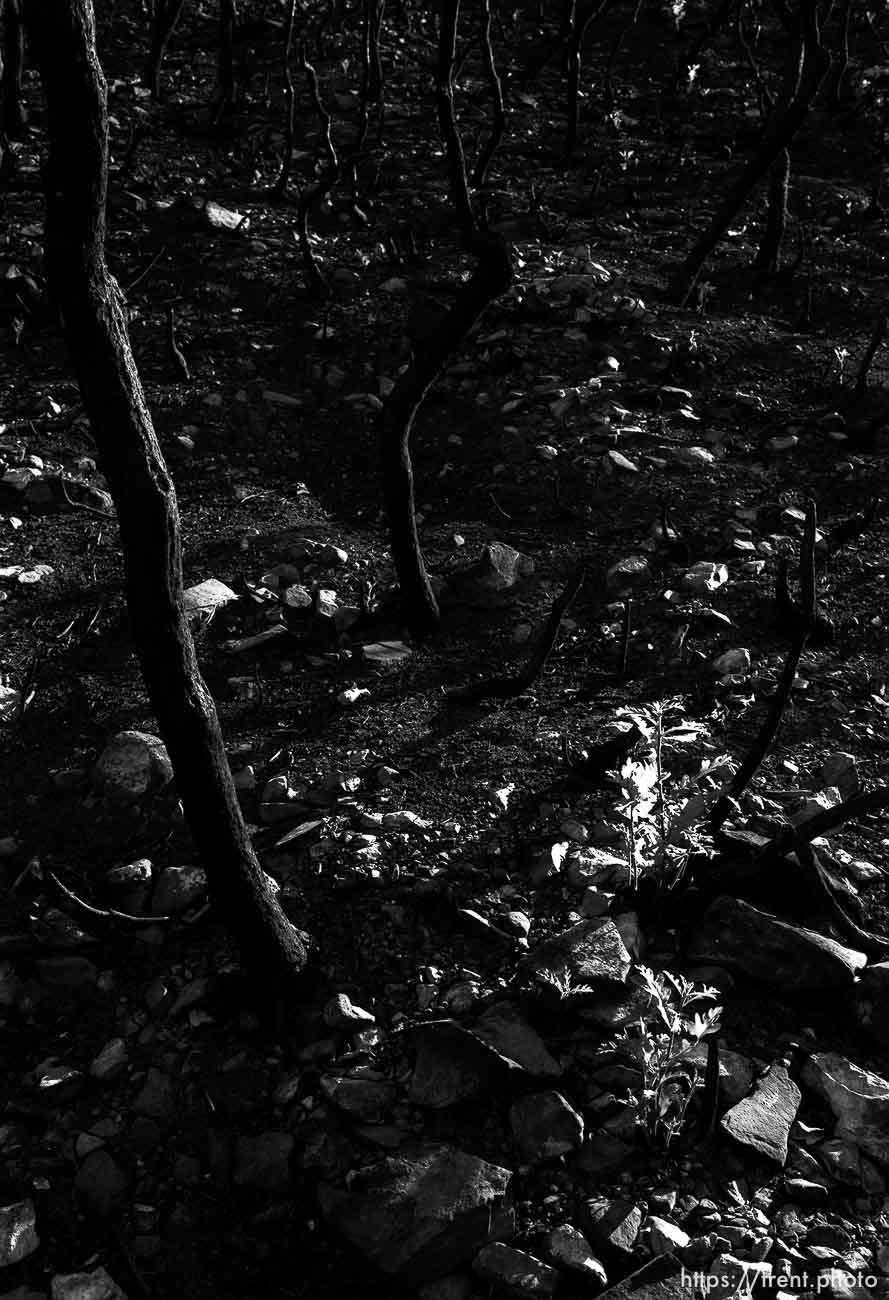 New growth a year after a fire in Provo Canyon.