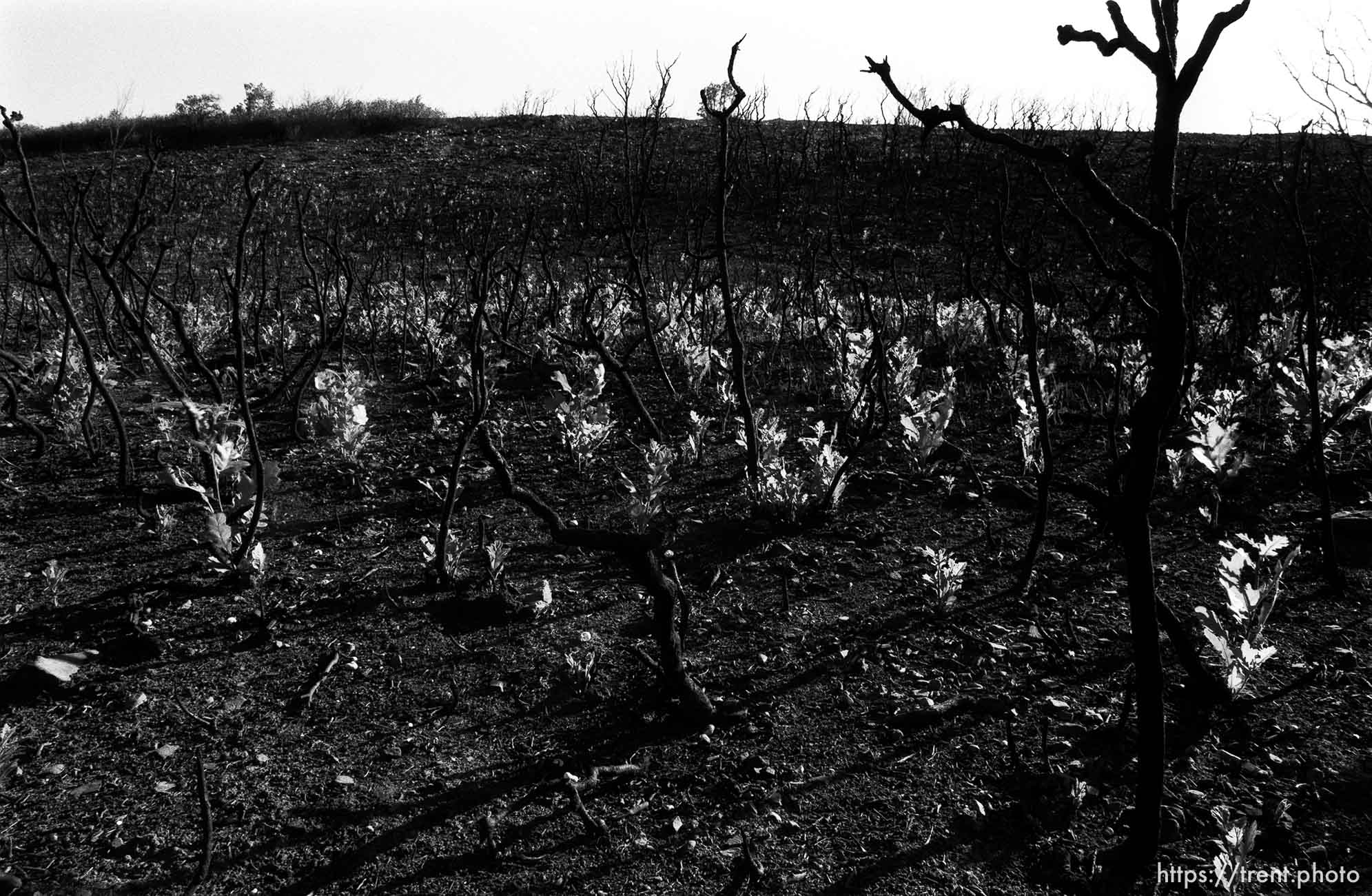 New growth a year after a fire in Provo Canyon.