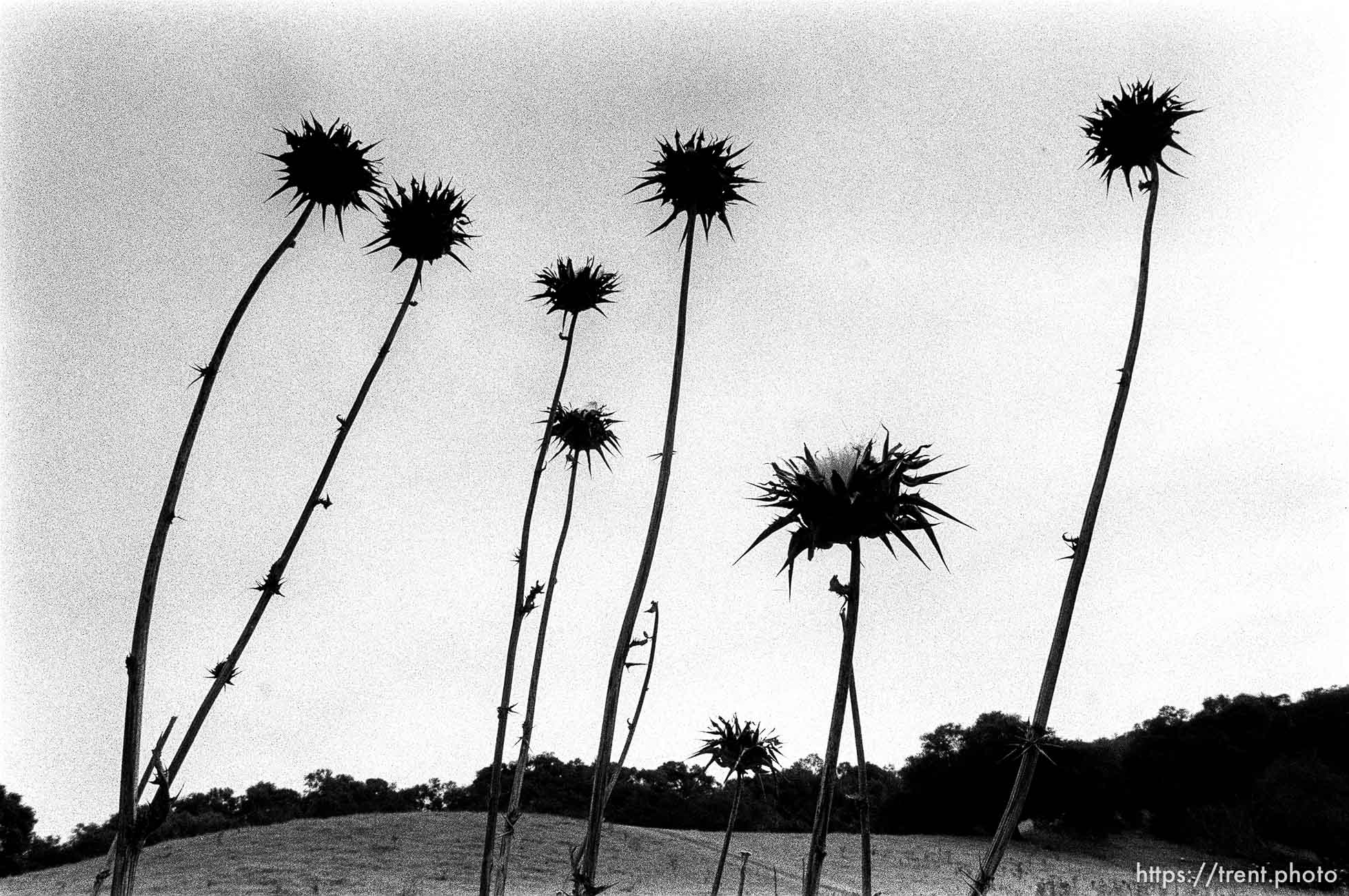 thistles and weeds, Las Trampas.