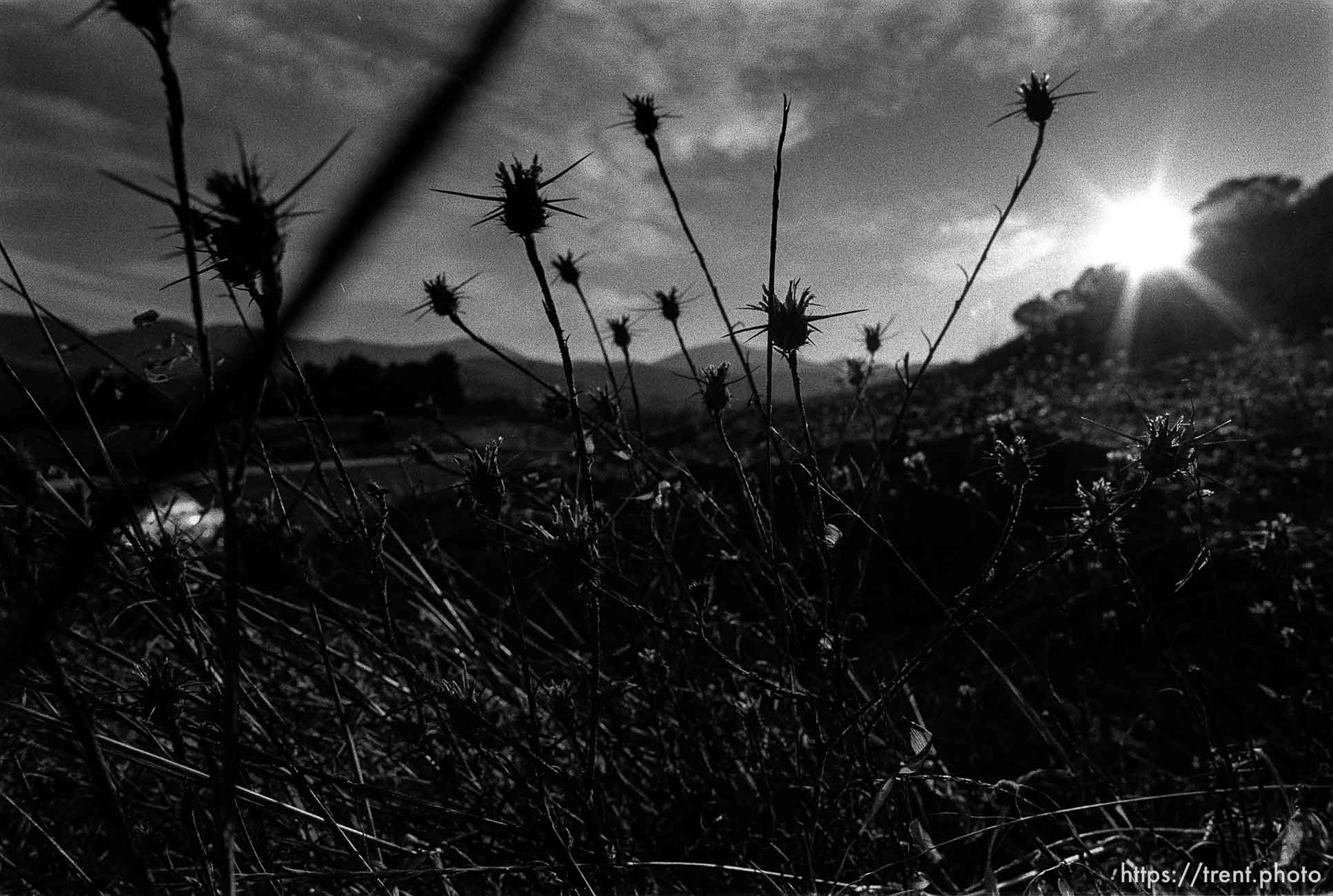 thistles and weeds, Las Trampas.