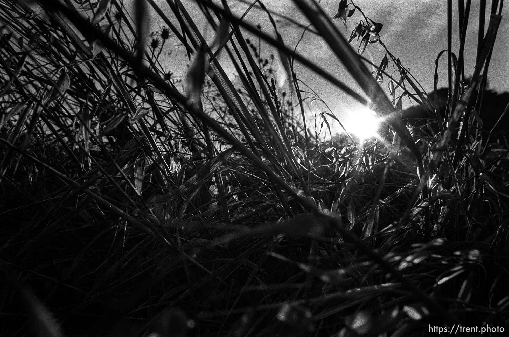 thistles and weeds, Las Trampas.