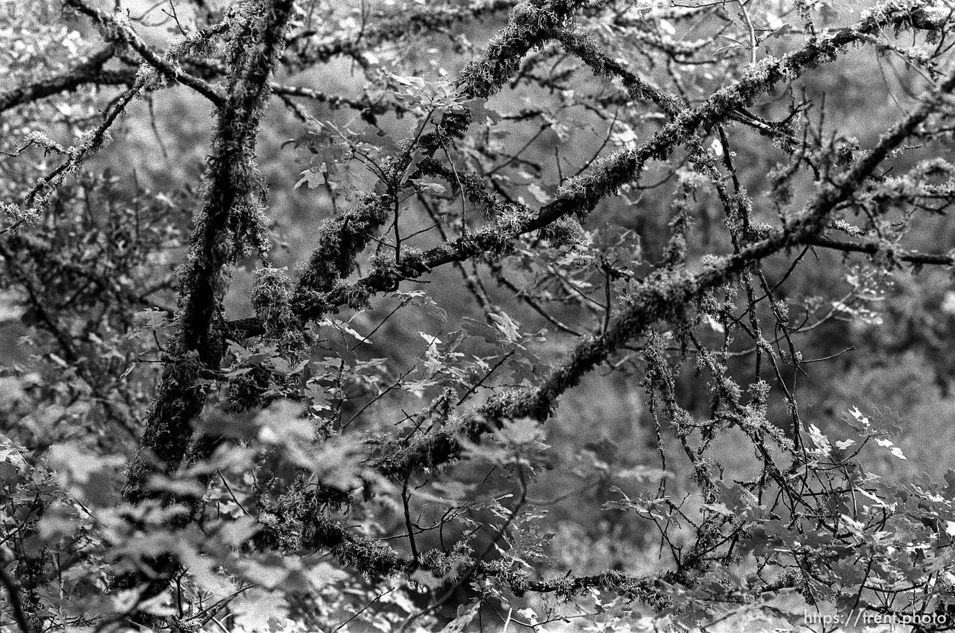 mossy tree near Angels Camp.