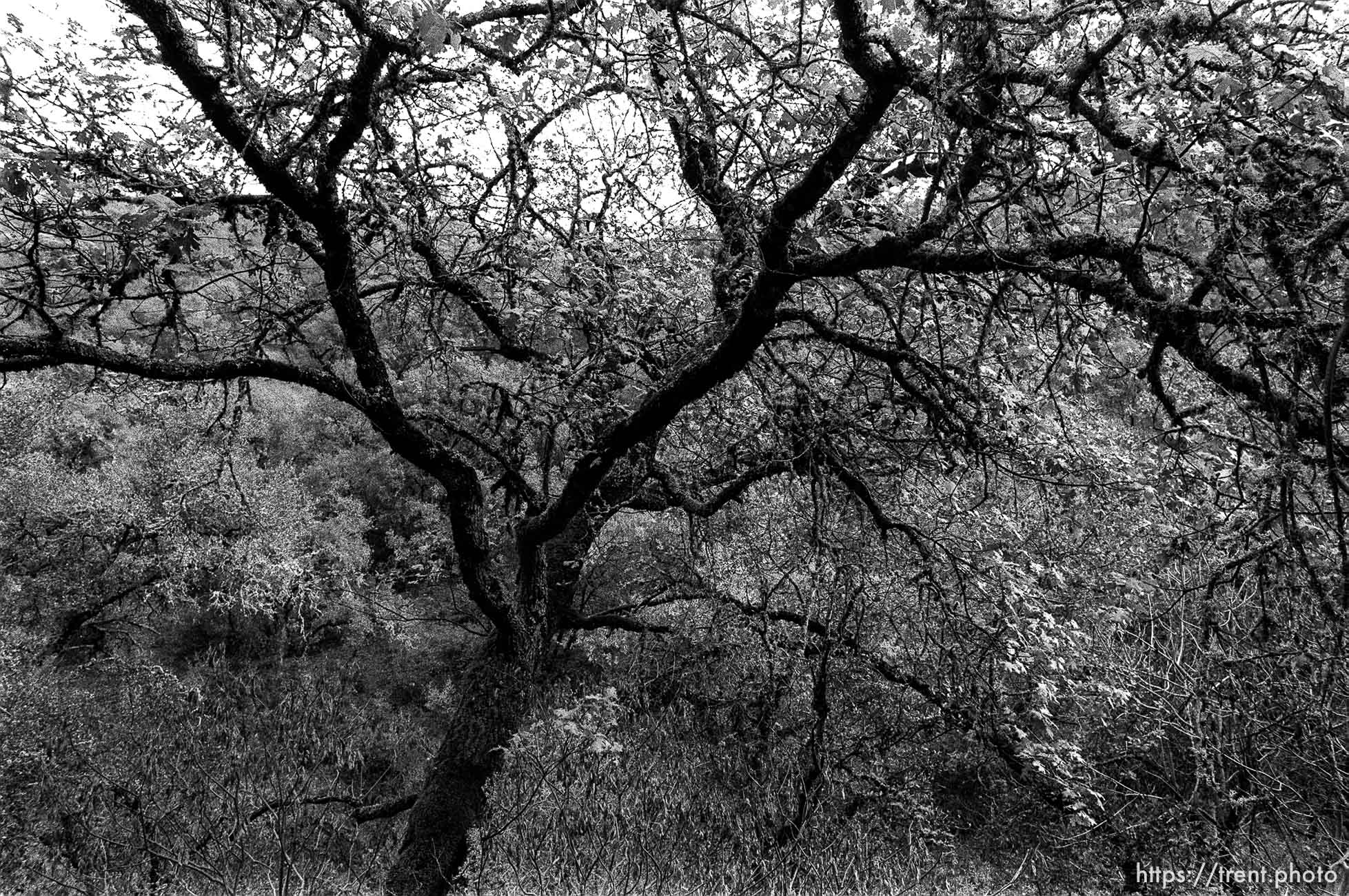 Tree near Angels Camp.