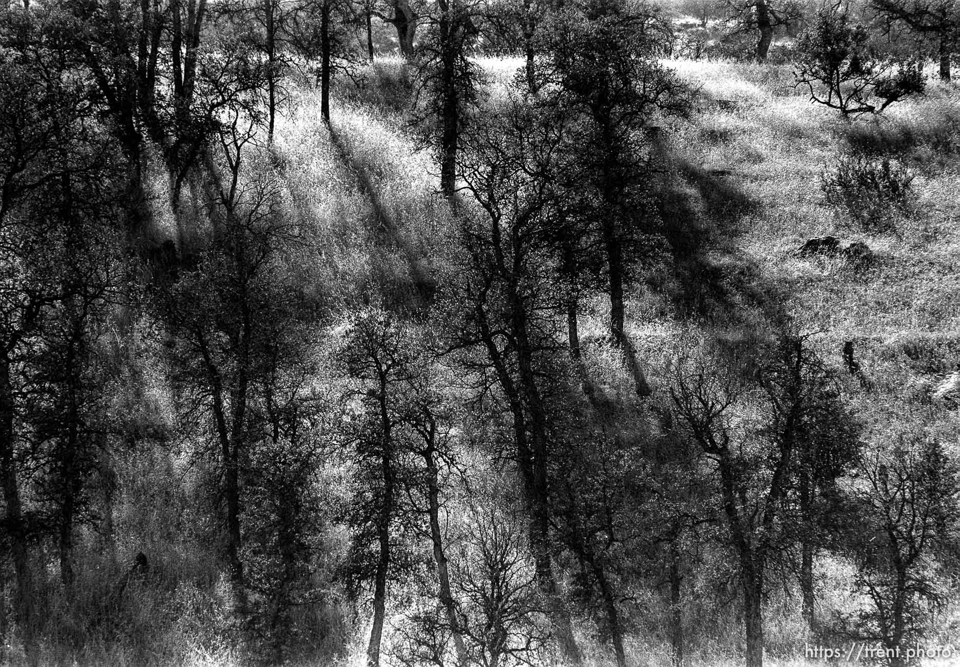 Trees and shadows.