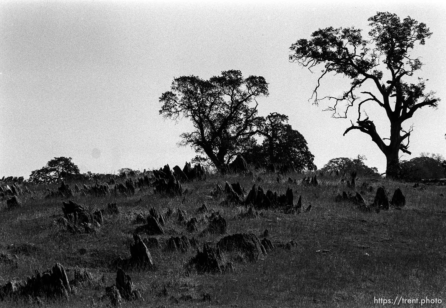 trees and rocks.