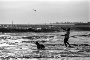 Guy throwing stick into the waves for his dog to fetch.