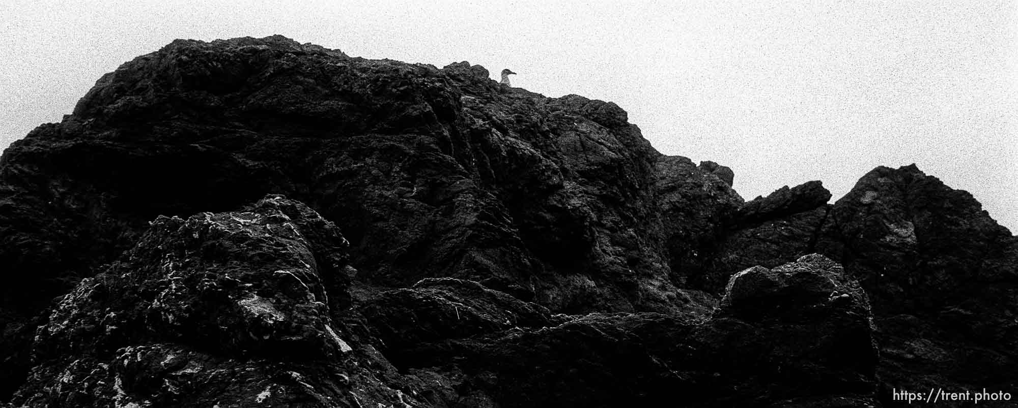 Gull and rocks at beach.