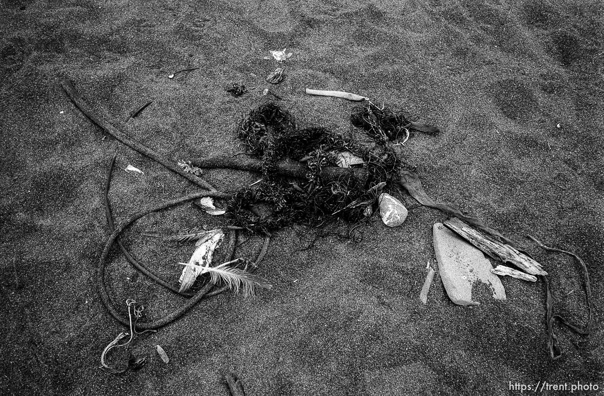 seaweed, driftwood, pebbles, feathers at beach.