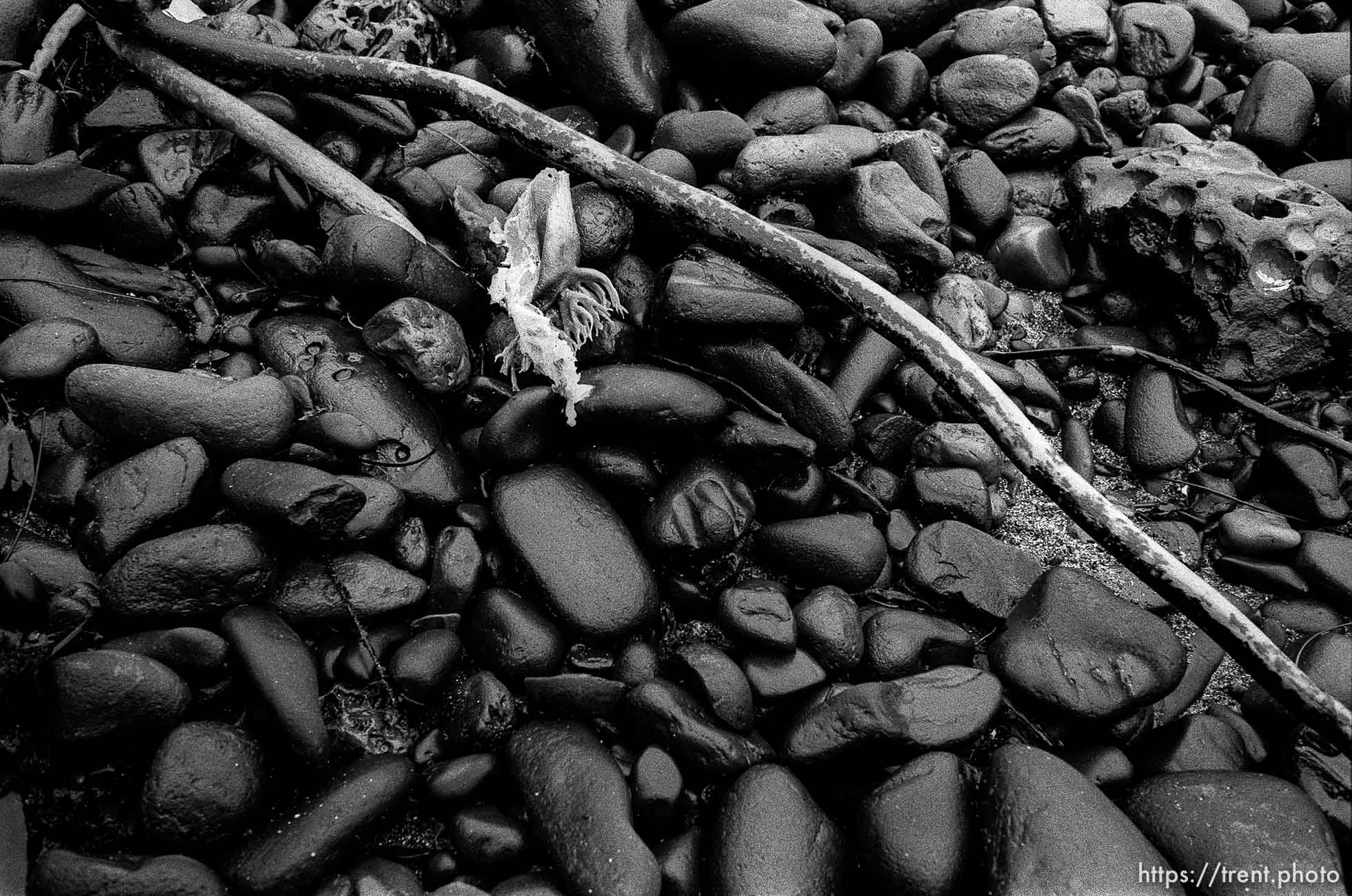 black rocks, driftwood, and seaweed at beach.