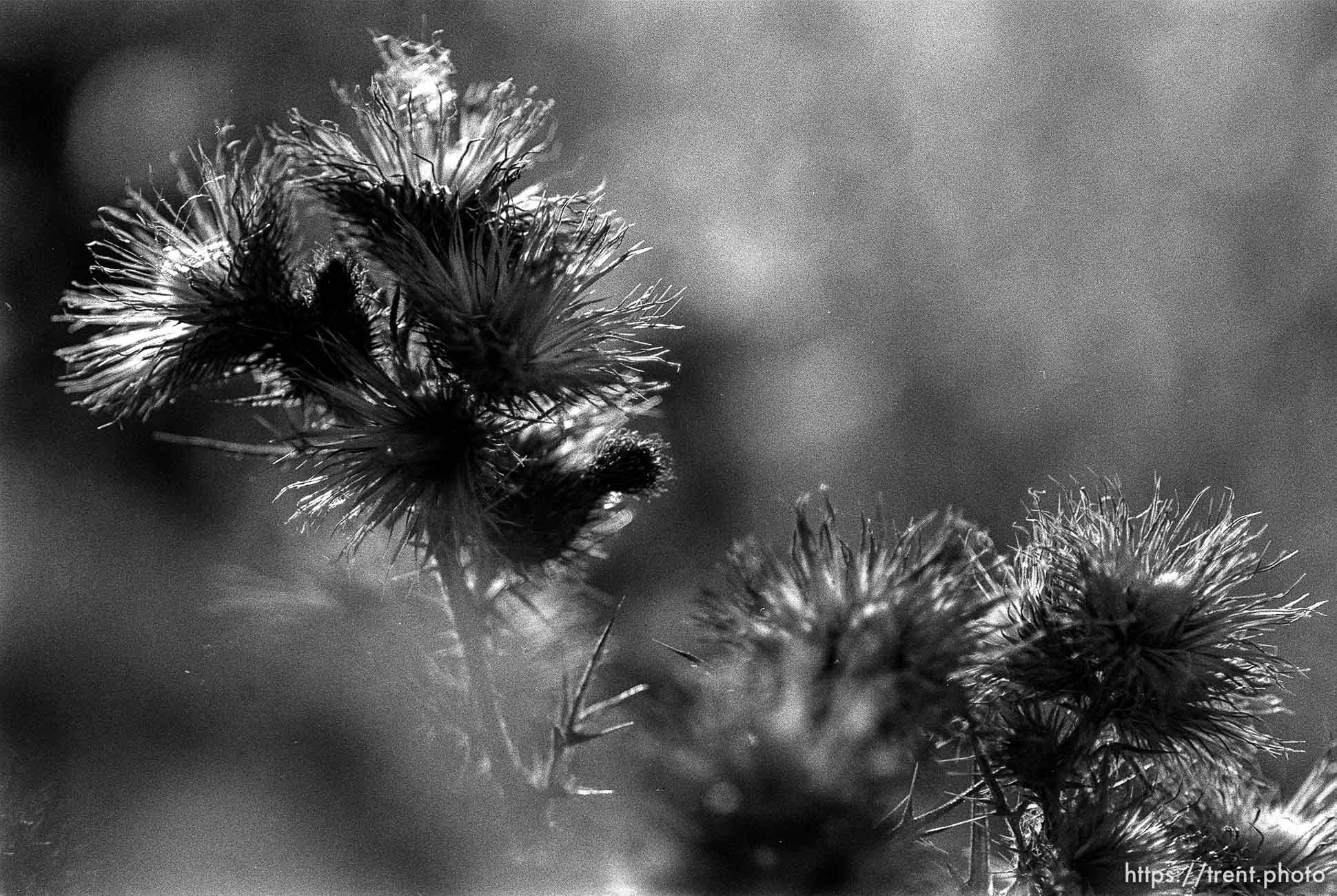 thistles.