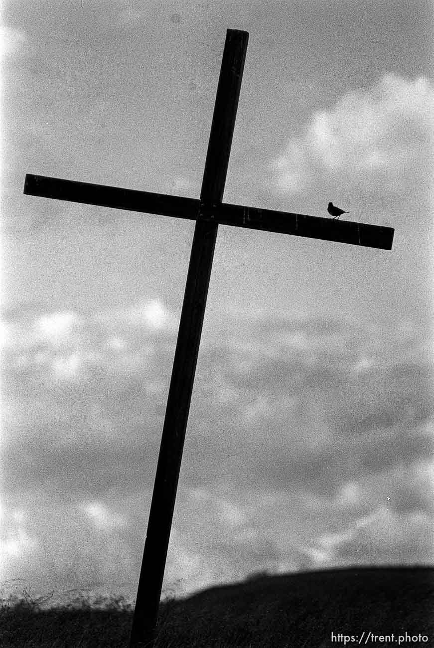 bird sitting on cross near Las Trampas.