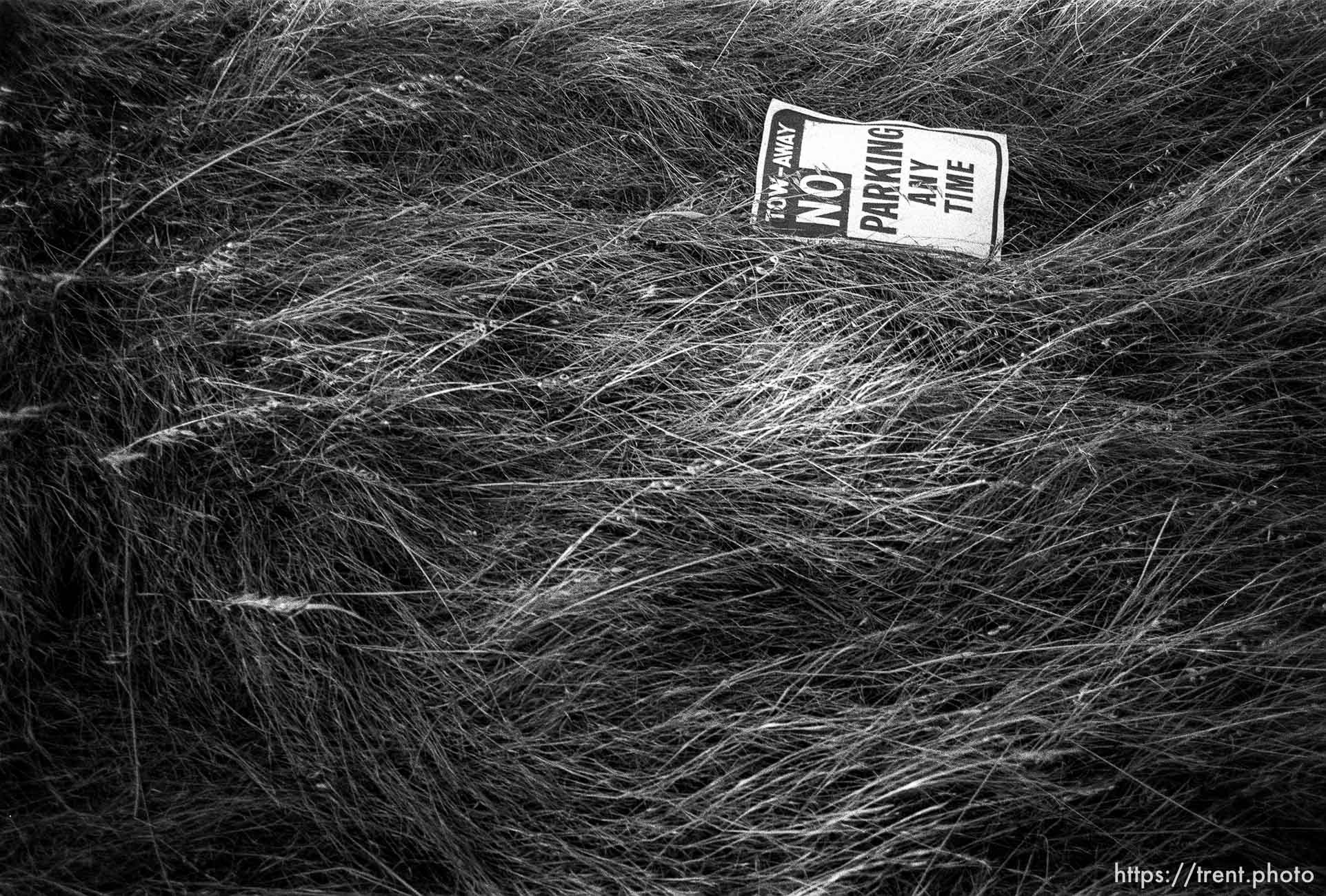 no parking sign in weeds.