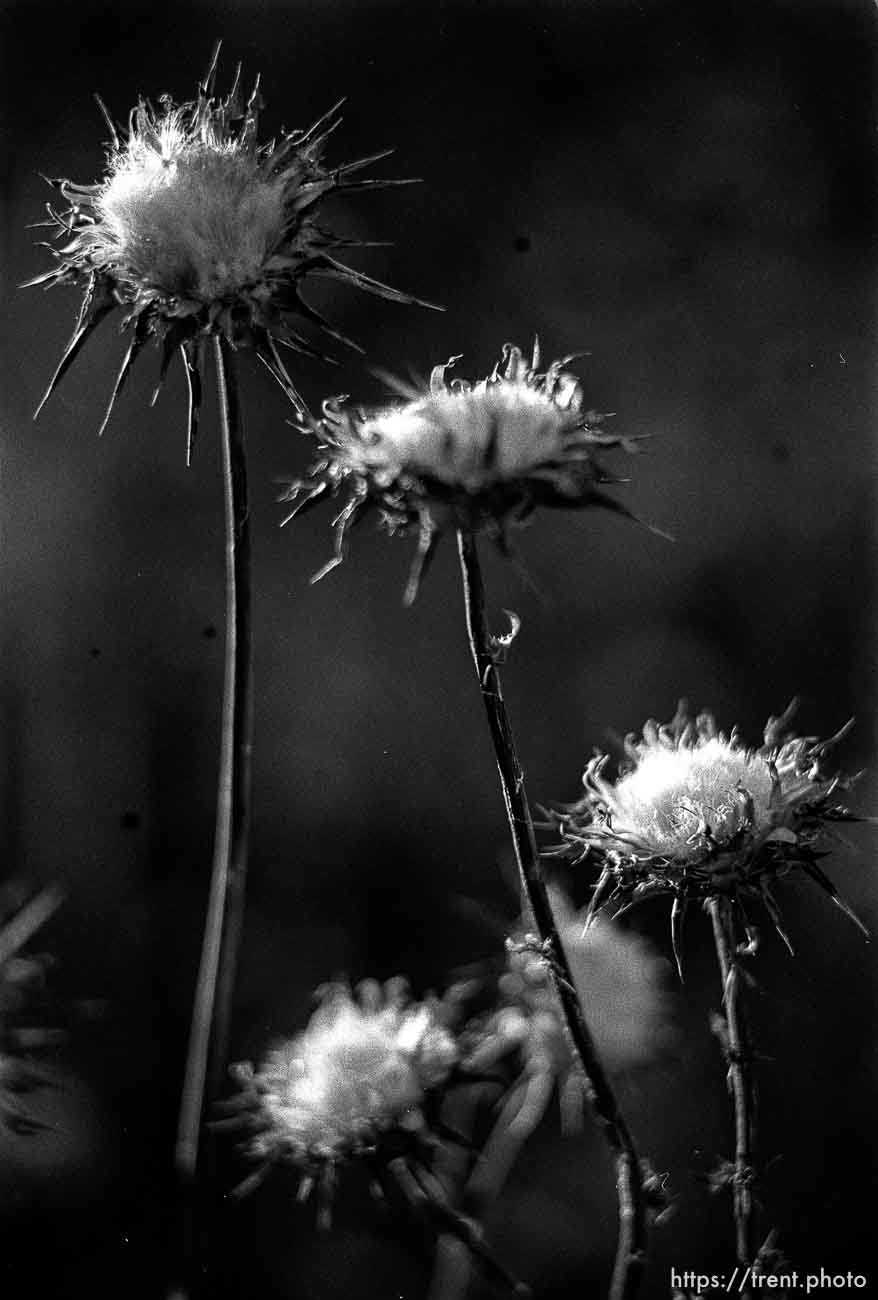 Thistles.