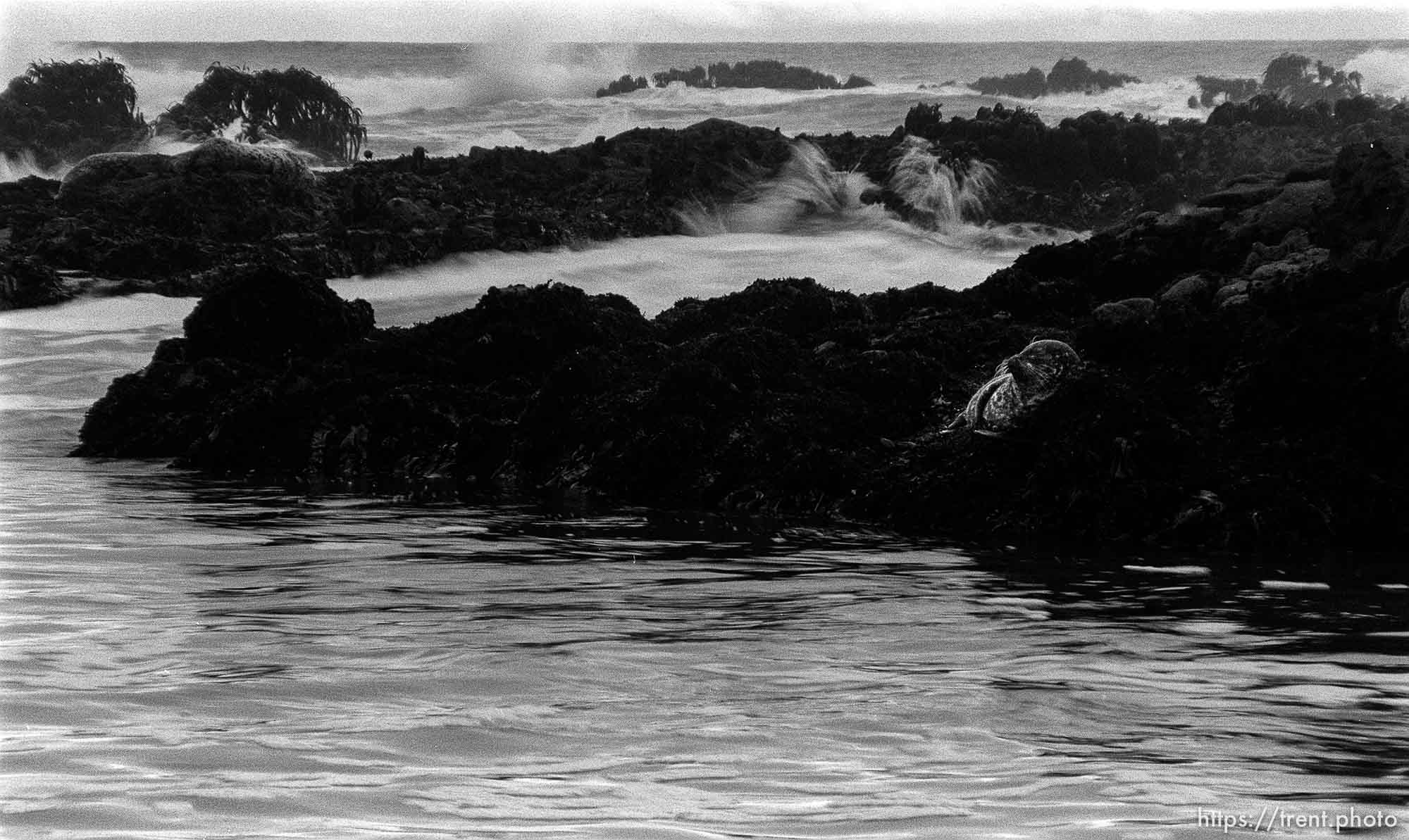 seal and surf at Pebble Beach.