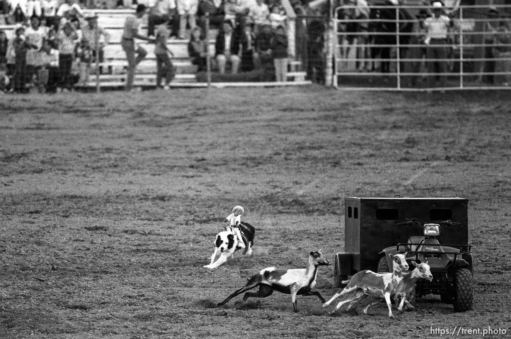 Little monkey, dressed as cowboy, on a dog chasing lambs. Ute Stampede.