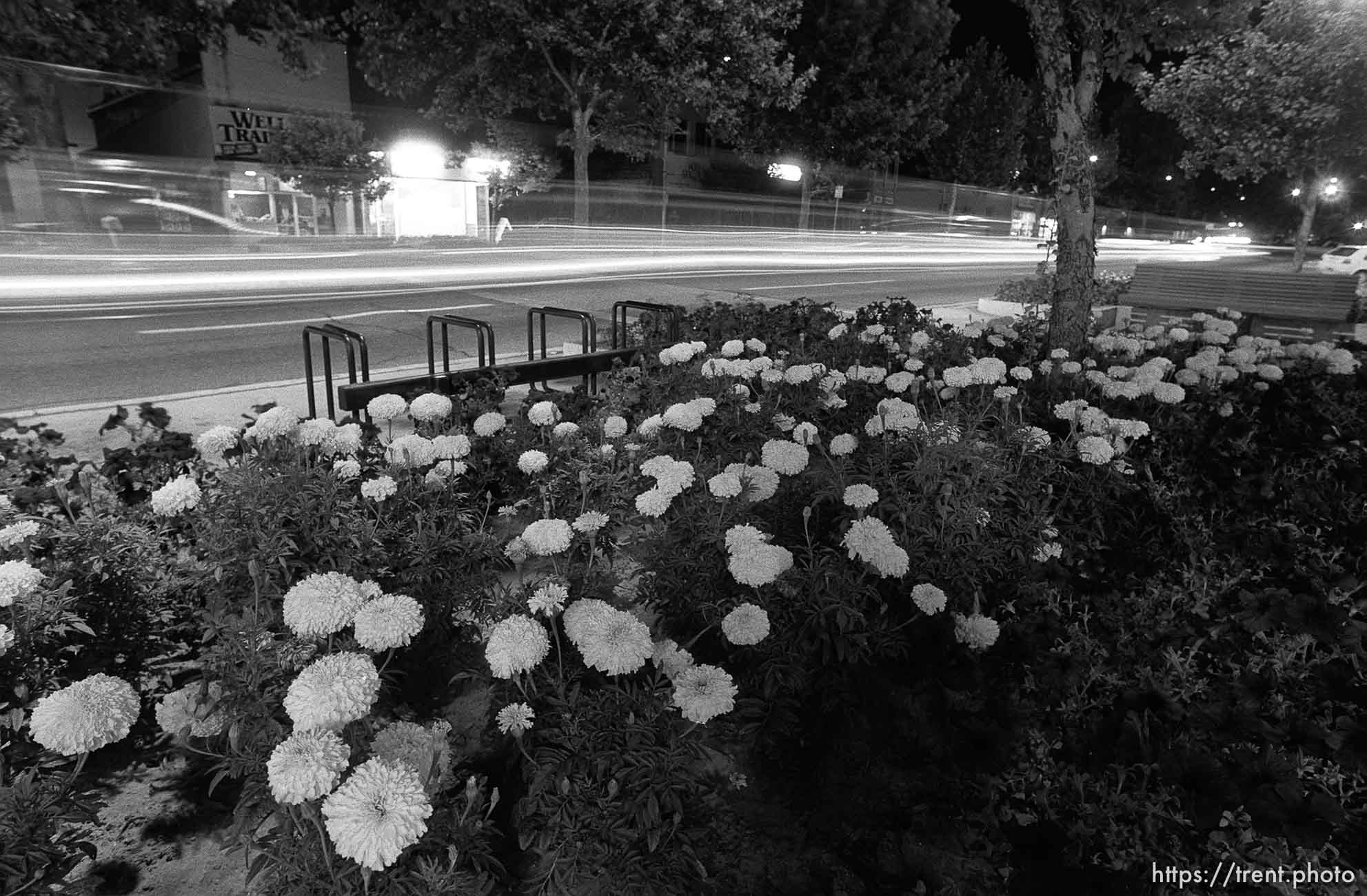 Flowers and lights on Center Street at night.