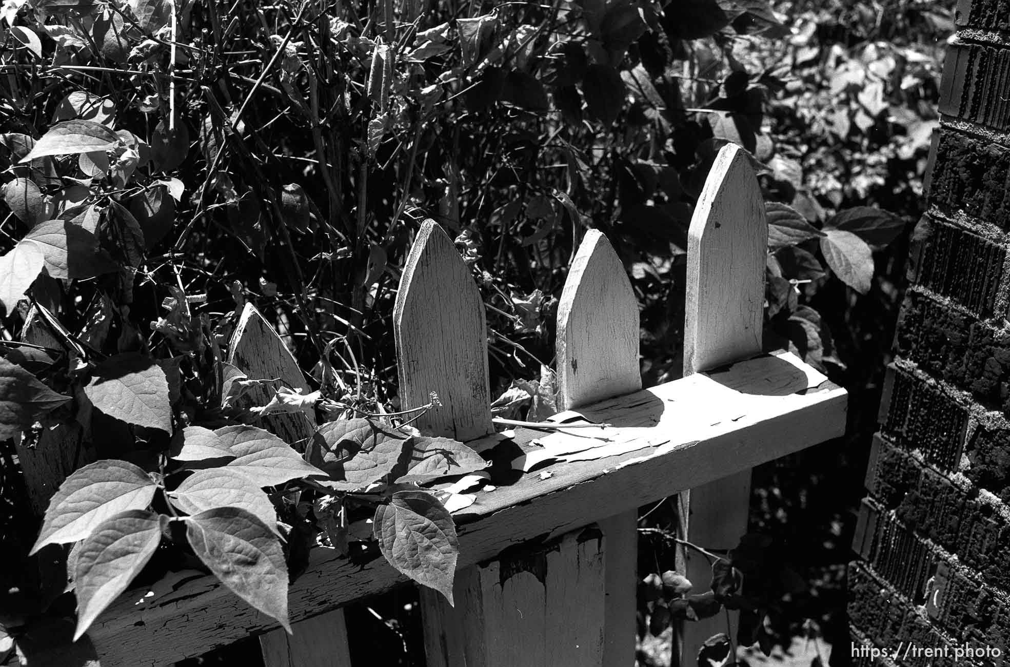 white picket fence at Nana's house.