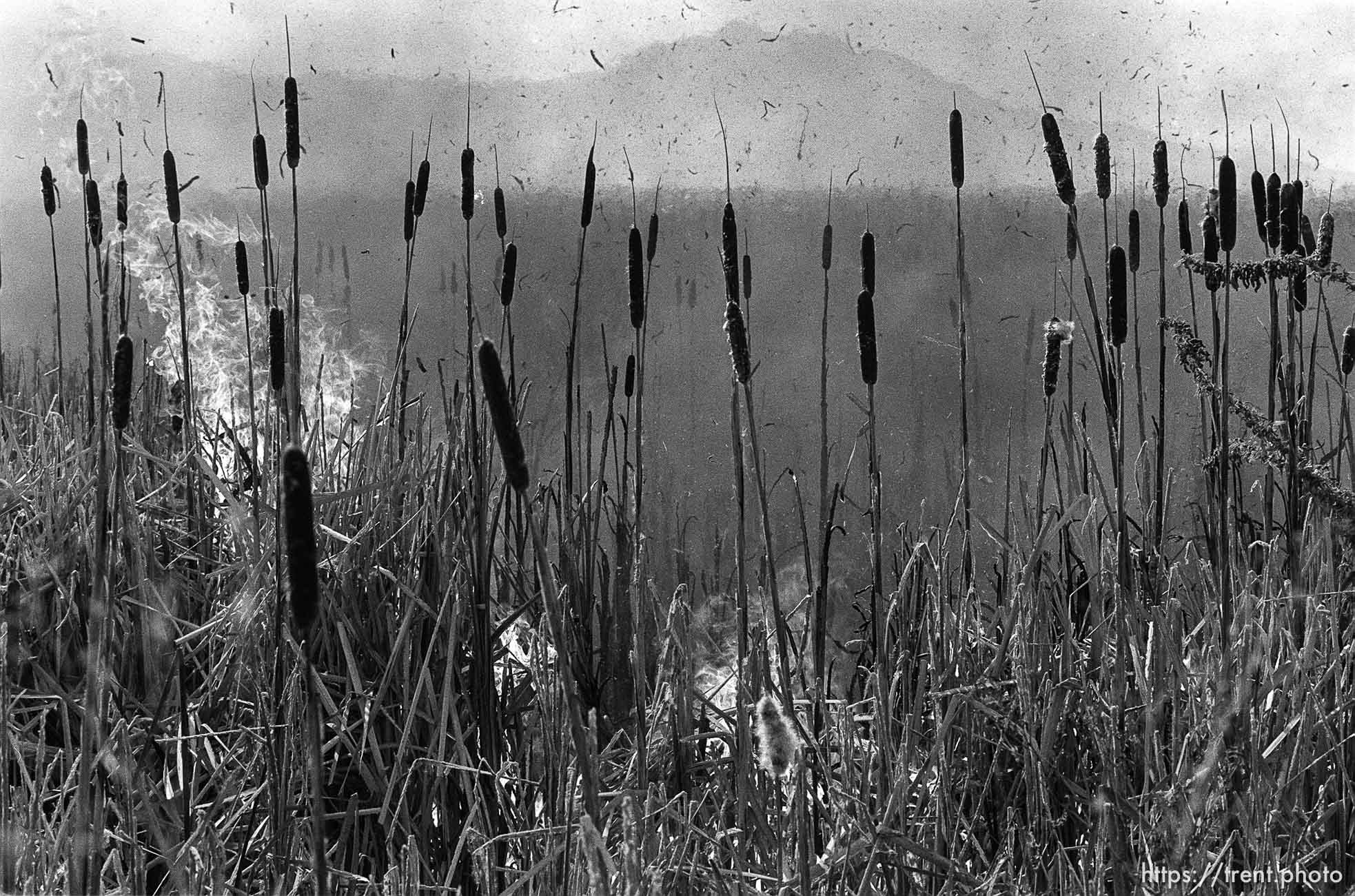 Grassfire in swamp.