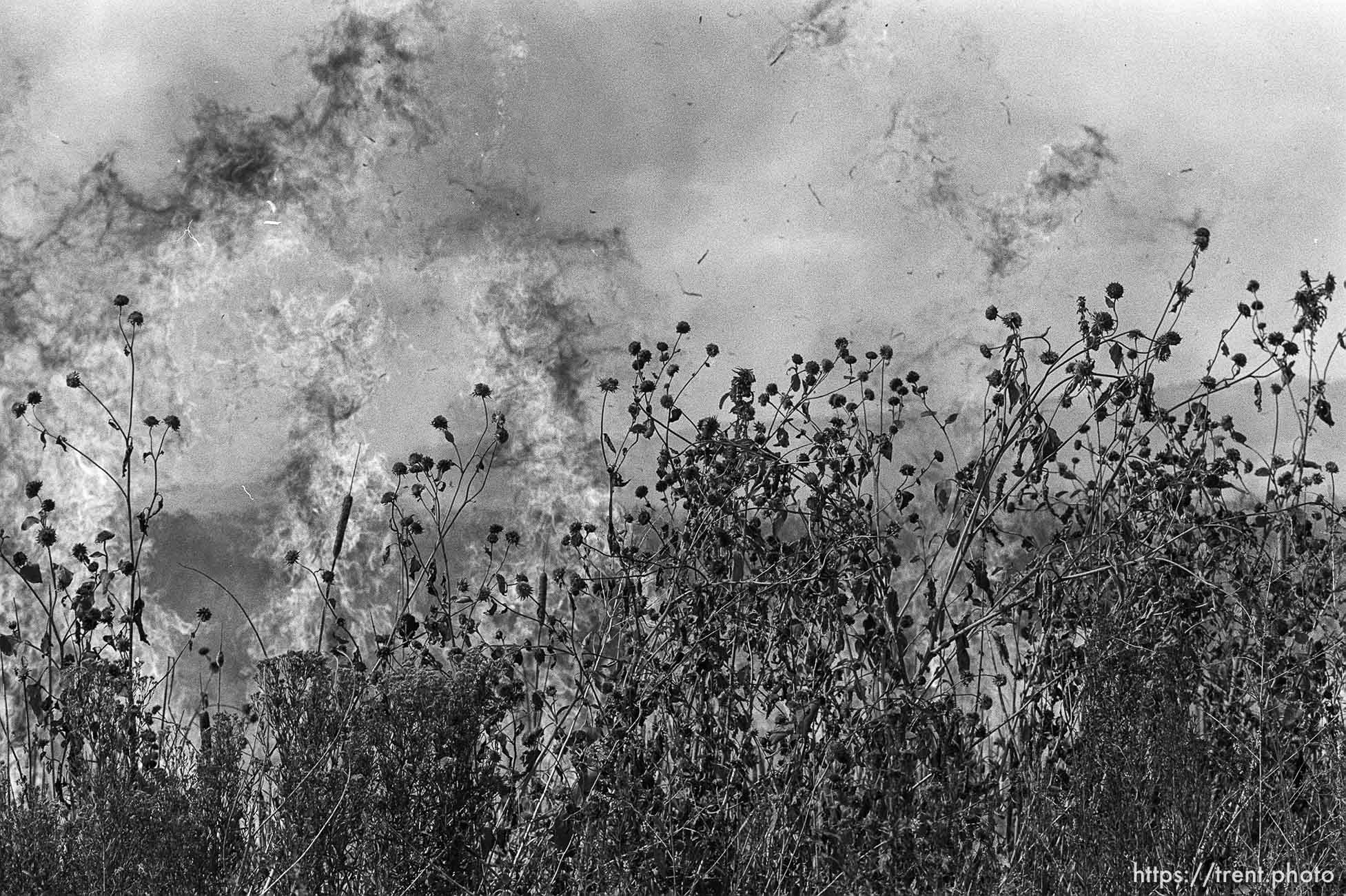 Grassfire in swamp.