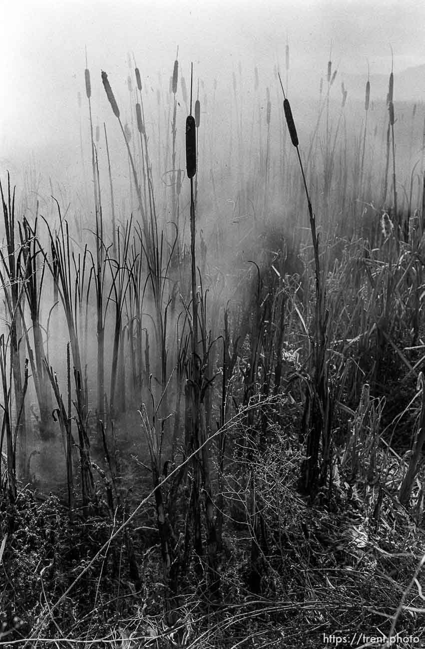 Grassfire in swamp.