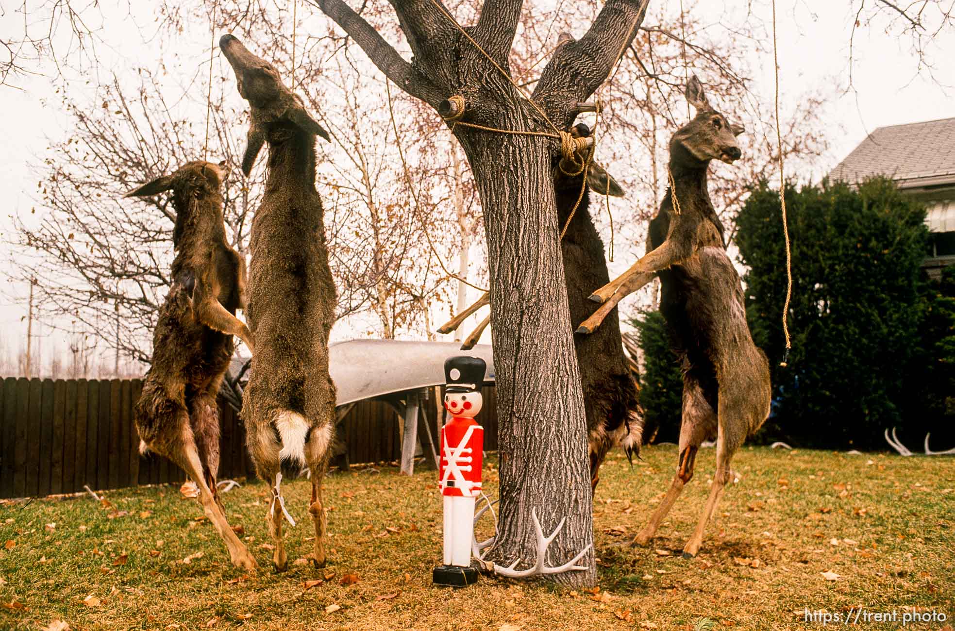 Smiling Christmas soldier in front of three dead deer, hanging from a tree.