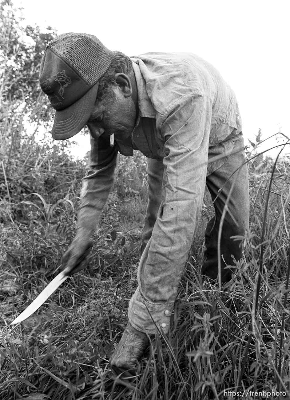 Casey cutting plants.