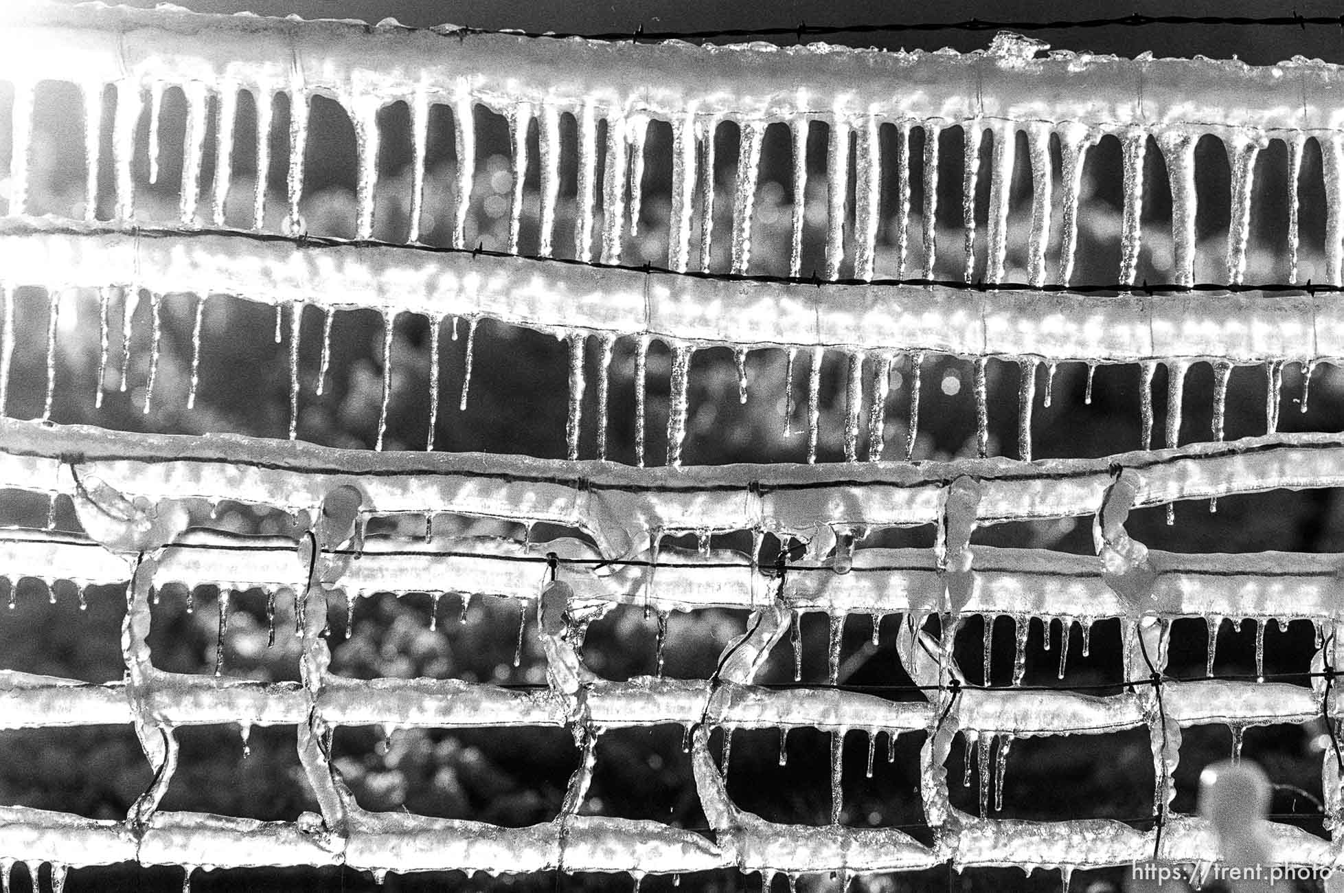 Sprinklers making ice on fence.