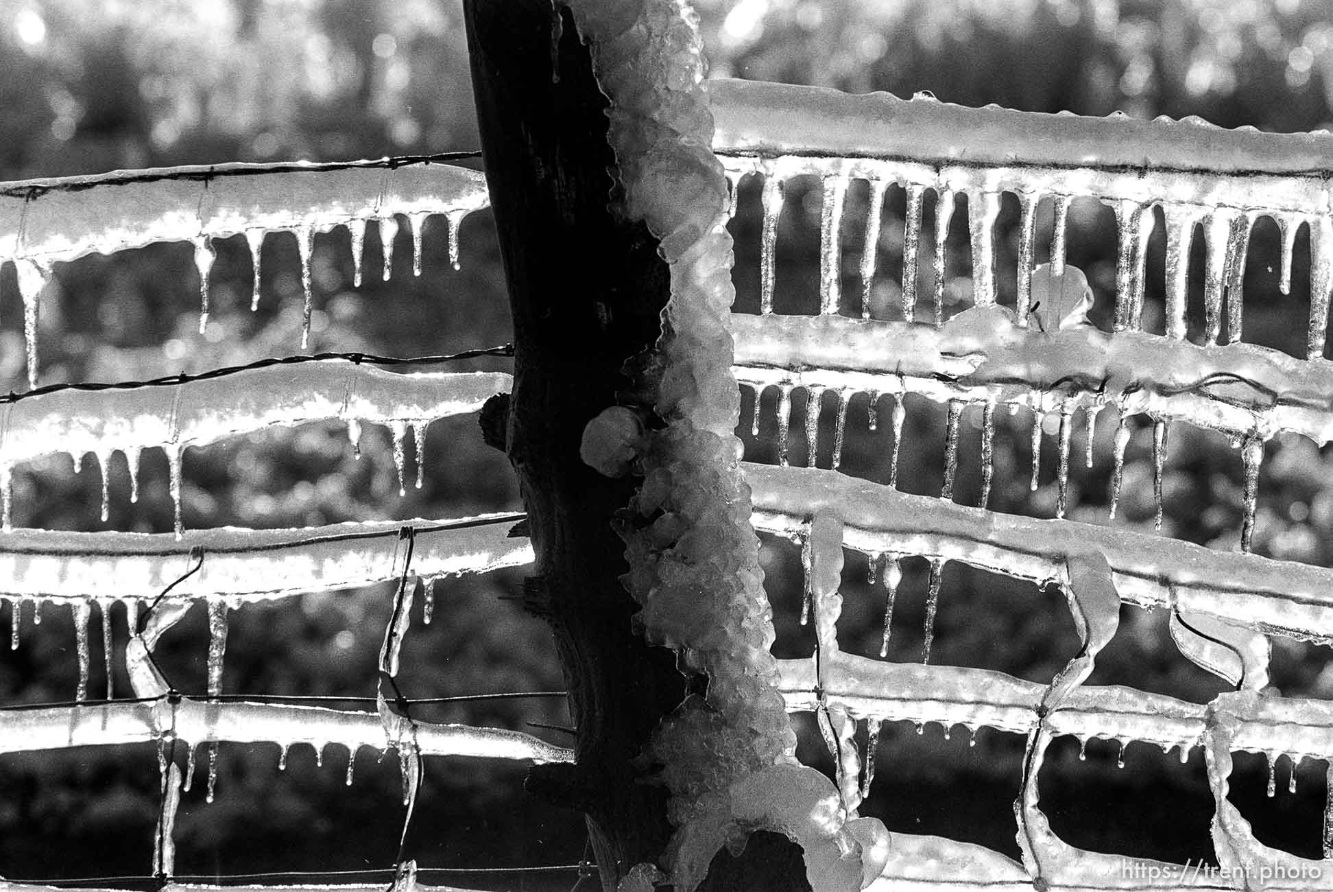 Sprinklers making ice on fence.