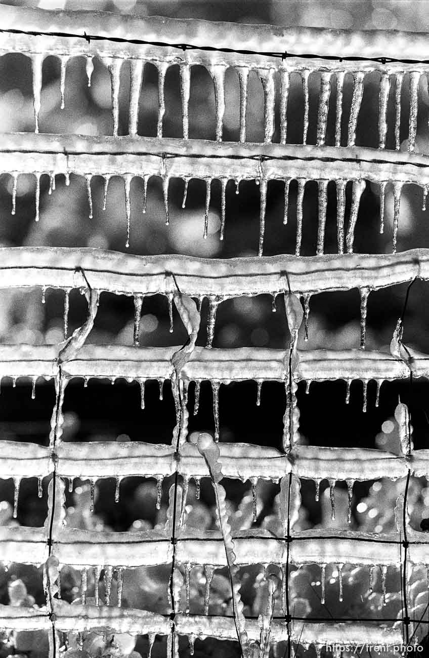 Sprinklers making ice on fence.