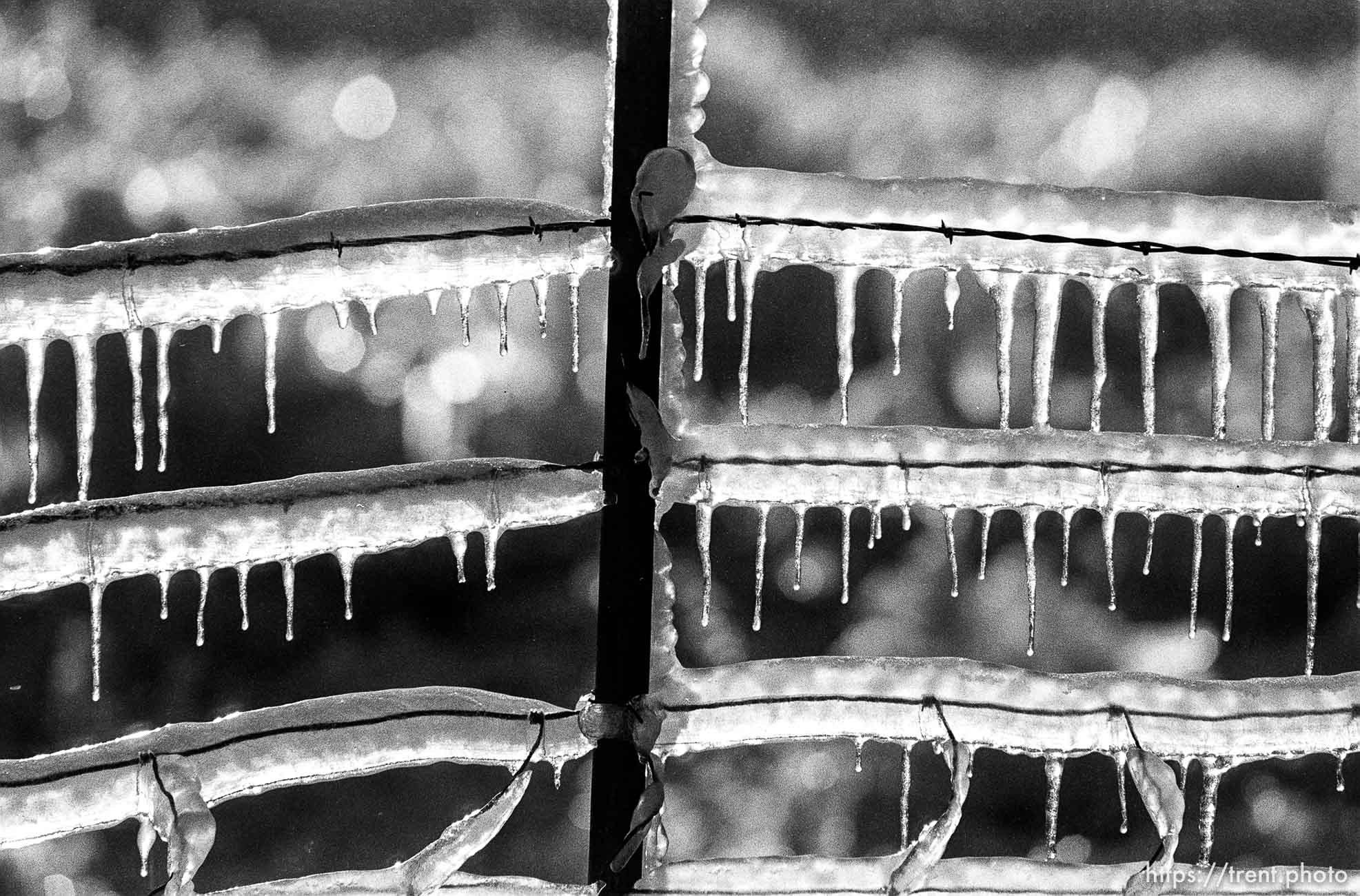 Sprinklers making ice on fence.