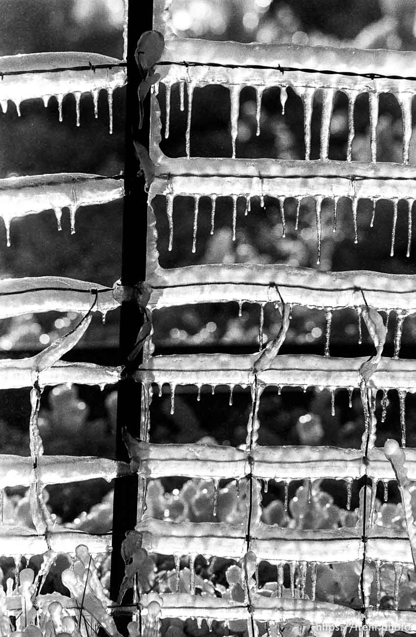 Sprinklers making ice on fence.