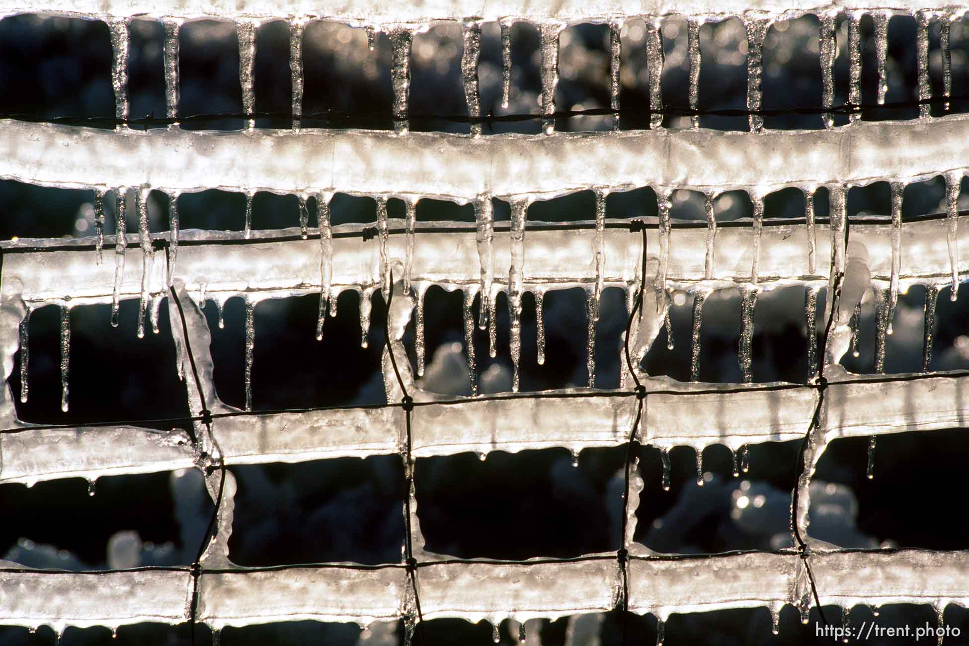 Sprinklers leave ice on a fence