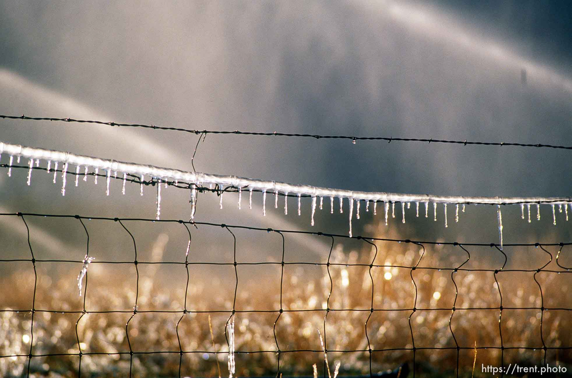 Sprinklers leave ice on a fence