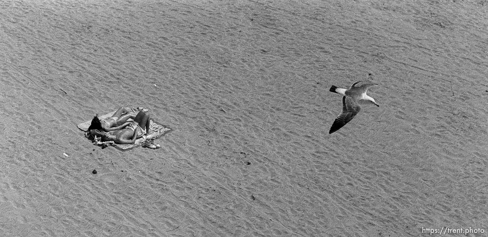 People on beach and gull shot from the gondola at the Boardwalk