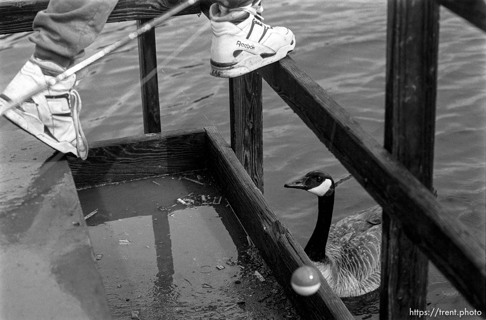 Boy's feet and goose at the Lafayette Reservoir