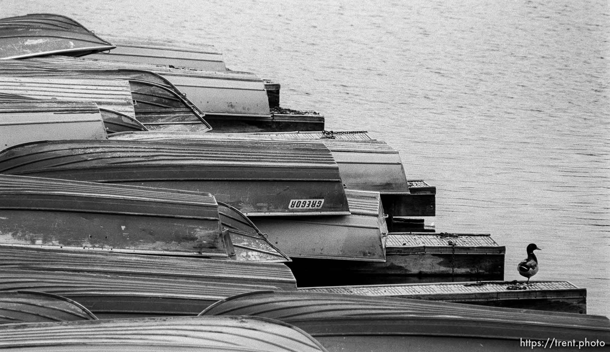 Boats and duck at the Lafayette Reservoir