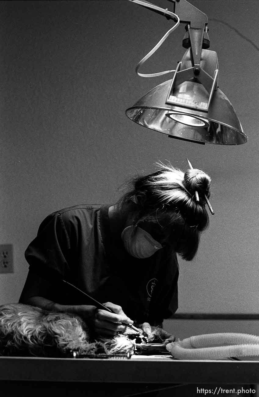 Dog getting its teeth cleaned at Lafayette Animal Hospital