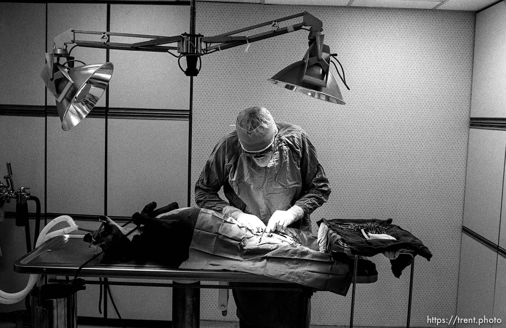 Doctor operates on dog with breast surgery at the Lafayette Animal Hospital