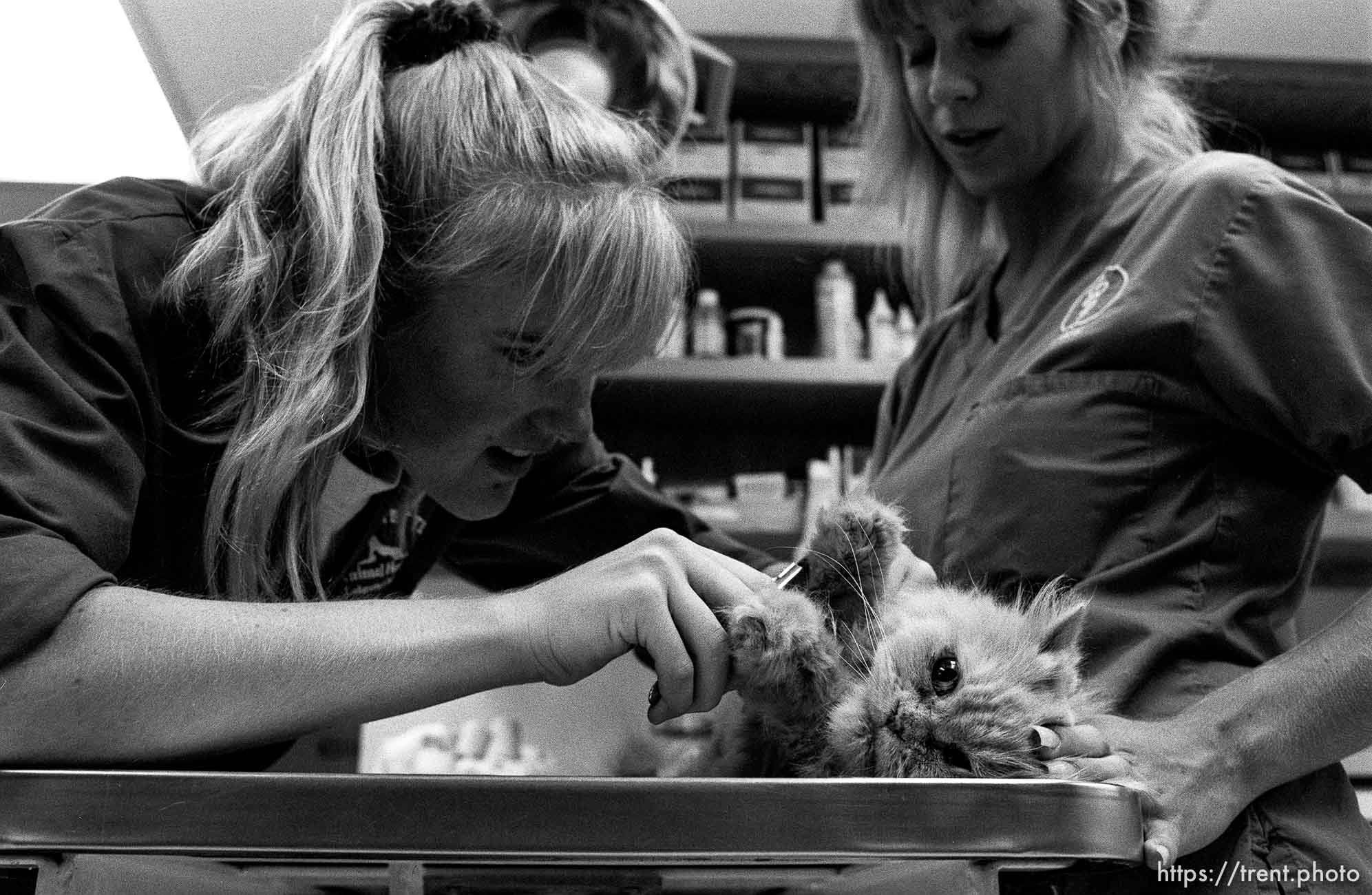 Cat gets checked out at the Lafayette Animal Hospital