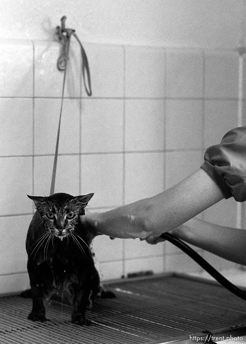 Cat being washed at the Lafayette Animal Hospital