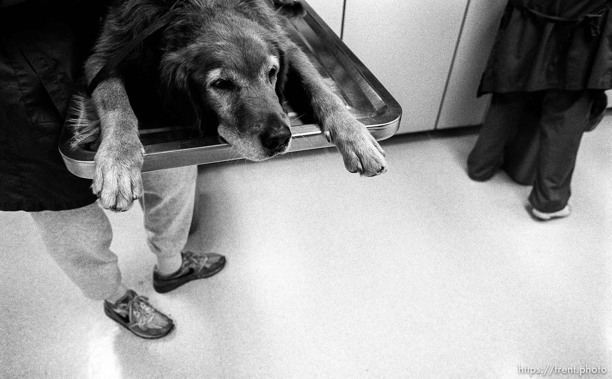 Dog getting checked out at Lafayette Animal Hospital