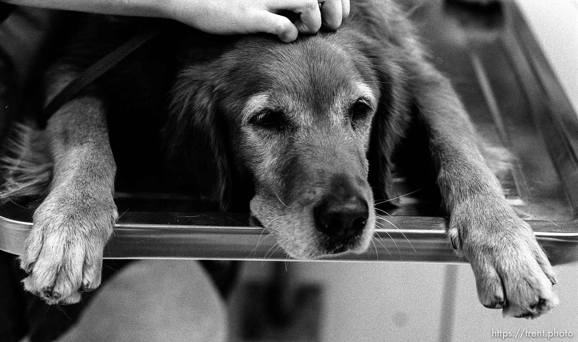 Dog being checked out at Lafayette Animal Hospital