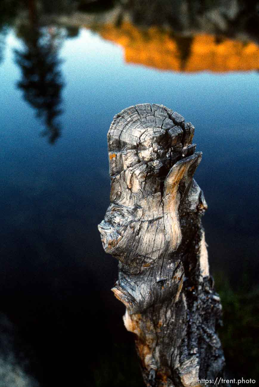 Log and reflection at Sword Lake