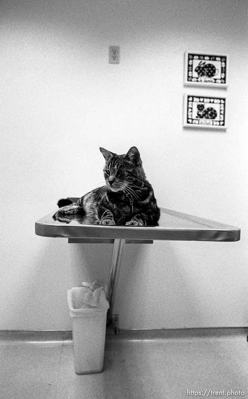 Cat on examining table at Lafayette Animal Hospital