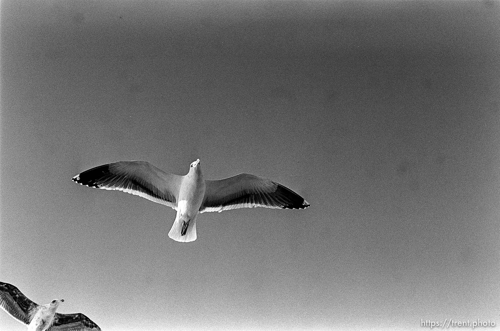 Seagulls fly over our boat on the way to Alcatraz