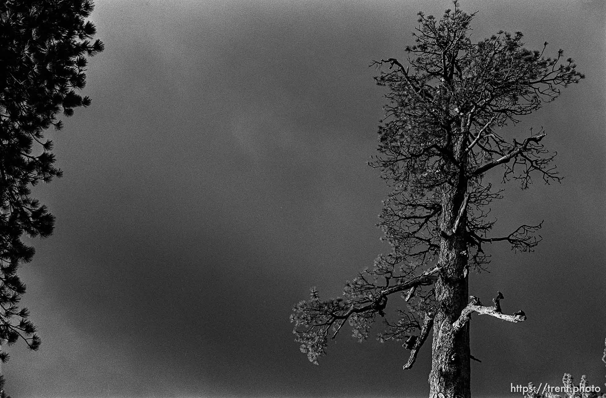 Tree and sunset at Sword Lake